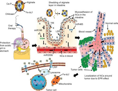 Figure 7 Mechanism of uptake of ACSC-Fe-bLf.Notes: The double coating of alginate and chitosan protects (ACSC-Fe-bLf) Fe-bLF from acidic degradation in the stomach. The CSC-Fe-bLf NCs also lead to an upregulation of miRNAs responsible for iron metabolism mainly miR196, miR200b, and miR485 in the intestine. This enhances their uptake by the intestinal cells. Because Fe-bLf is a ligand for TfR and low-density lipoprotein receptor, the CSC-Fe-bLf NCs are endocytosed in the cancer cells, using these receptors. Control release of Fe-bLf from the NCs executes the antitumor efficacy by interfering with molecular mechanisms involved in the cellular apoptosis.Abbreviations: ACSC, alginate-enclosed chitosan-coated calcium phosphate; Ca-P, calcium phosphate; EPR, enhanced permeability and retention; Fe-bLf, iron-saturated bovine lactoferrin; LRP, low-density lipoprotein receptor; miRNA, micro-RNA; NCs, nanocapsules/nanocarriers; TfR, transferrin receptor.