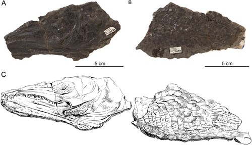 FIGURE 2. Lepisosteus dentosus Koenig, Citation1825, syntypes. A, specimen OUMNH PAL J.03029; B, specimen OUMNH PAL J.03030 (GB3D Type Fossils Online Database, Citation2013–2023); C, original illustration of the specimens modified from Koenig (Citation1825:fig. 140; not to scale).