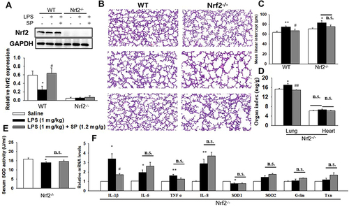 Figure 3 SP prevents LPS-evoked pulmonary alveolar remodeling depending on Nrf2. When the newborn mice (WT and Nrf2-/-) were at day of life 6, they received intraperitoneal injection of 1 mg/kg LPS, whereas the control mice received an equal volume injection of sterile saline solution. The LPS group were then randomly divided into two groups that received vehicle or sodium propionate (1.2 mg/g) for 7 d. (A) The protein expression of Nrf2. (B) Representative H&E stained lung sections (magnification, ×200). (C) Quantification of MLI. (D) Lung and heart organ index. (E) Serum SOD activity. (F) The mRNA levels of inflammatory cytokines and Nrf2 target genes. *P<0.05 vs saline; **P<0.01 vs saline; #P<0.05 vs LPS; ##P<0.01 vs LPS; n.s. vs no significance. Values are mean±SE, n=6 per group.