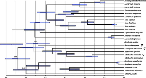 Figure 1. Phylogenetic tree showing the relationship of the announced mitogenome (in boldface) with the 23 closest relatives identified by BLAST search in nr database. It places A. cygnea as a sister taxon to A. anatina. The “latin name” fields of GenBank records were used to identify sequences, but several of these may be incorrect. In particular, the species related to Sinanodonta woodiana should most likely not be classified as Anodonta, likewise the three Lamprotula species should also follow different naming convention, most likely that presented recently by Lopes-Lima et al. (Citation2017). The following records were used: Aculamprotula tientsinensis KR873102 (Wu et al. Citation2016), Anodonta anatina KF030964 (Soroka and Burzyński Citation2015), Anodonta arcaeformis KF667530 (An et al. Citation2016), Anodonta euscaphys KP187851, Anodonta lucida KF667529 (Song et al. Citation2016), Sinanodonta woodiana HQ283346 (Soroka Citation2010), Arconaia lanceolata KJ144818 (Wang et al. Citation2016a), Cristaria plicata GU944476 (Lee et al. Citation2012), Cuneopsis pisciculus KP273584, Lamprotula coreana JX050180, Lamprotula gottschei KJ018924 (He et al. Citation2016), Lamprotula tortuosa KC109779 (Wang et al. Citation2013), Lanceolaria grayana KJ495725, Lasmigona compressa HM856638 (Breton et al. Citation2011), Lepidodesma languilati KT381195 (Zhou et al. Citation2016), Pyganodon grandis FJ809754 (Breton et al. Citation2009), Unio crassus KY290446 (Burzyński et al. Citation2017), Unio delphinus KT326917 (Fonseca et al. Citation2016), Nodularia douglasiae KM657954 (Wang et al. Citation2016b), Unio pictorum HM014130 (Soroka and Burzyński Citation2010), Unio tumidus KY021078 (Soroka and Burzyński Citation2017), Utterbackia imbecillis HM856637 (Breton et al. Citation2011), and Utterbackia peninsularis HM856636 (Breton et al. Citation2011). Bayesian Inference, as implemented in BEAST (Bouckaert et al. Citation2014) was used to reconstruct the phylogeny. All the records were downloaded, reoriented to the common origin and aligned using ClustalW (Larkin et al. Citation2007). Since these genomes have the same structure and similar gene lengths, the only alignment ambiguities concerned the unassigned regions. However, these were inconsistent and have no influence on the final phylogeny due to complete elimination of columns with missing data. The optimal model of sequence evolution (GTR + G with relaxed, lognormal clock), matching the observed pattern of substitutions was selected, as previously described (Burzyński et al. Citation2017). The MCMC chains were run in quadruplicates for 20 × 106 generations to reach ESS of at least 300 for each parameter. The four runs were convergent so the final tree samples were combined using logcombiner. The Maximum Clade Credibility tree was generated using treeannotator. The tree was visualized in FigTree (Rambaut Citation2009), and the root of the tree was scaled to match that of the recently published mitogenomic analysis (Burzyński et al. Citation2017). All nodes have posterior probabilities of 1.0, except for the ones indicated. The node bars represent 95% CI on node heights.