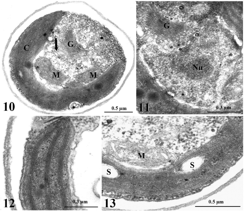Figs. 10–13. TEM images of light-grown cells of Koliella antarctica. Fig. 10. Section of a cell showing the parietal chloroplast (C), two mitochondria (M) with thin cristae, a large Golgi apparatus (G), tubules of the endoplasmic reticulum (arrow), and several ribosomes spread in the cytoplasm. Fig. 11. Detail of the nucleus, characterized by nucleolus (Nu) and dispersed chromatin. Fig. 12. Detail of the chloroplast showing lamellae formed by three thylakoids. Fig. 13. Detail showing some starch grains (S) in the chloroplast.
