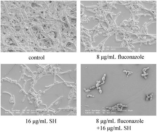 Figure 1. SEM inspection of SH and/or fluconazole against C. albicans 1601 when no drug, 8 μg/mL fluconazole, 16 μg/mL SH, and 8 μg/mL fluconazole and 16 μg/mL SH were used.