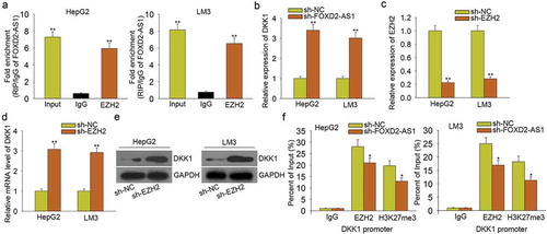 Figure 6. FOXD2-AS1 activated Wnt/β-catenin signaling pathway by epigenetically silencing DKK1. A. RIP assay was conducted to demonstrate that FOXD2-AS1 could bind with EZH2 in HCC cells. B. The mRNA level of DKK1 was measured in HCC cells transfected with sh-FOXD2-AS1. C. EZH2 was knocked down in HCC cells by sh-EZH2. D-E. The mRNA and protein level of DKK1 were tested in cells transfected with sh-EZH2. F. ChIP assay revealed that EZH2 could directly bind to the DKK1 promoter and reconcile H3K4me2 demethylation. Nevertheless, FOXD2-AS1 knockdown partially attenuated the above phenomenon. *P < 0.05, **P < 0.01 vs control group.