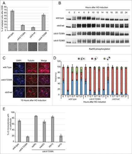 Figure 3. cdc5-T238A cells are defective in checkpoint adaptation to persistent DNA damage. (A) Graph shows the percentage of microcolonies with 3 or more cells plus buds for each mutant 24 hours after plating on galactose containing medium to induce one irreparable HO cut. Values are the mean of 3 independent experiments ± standard deviation. Representative images of cells/microcolonies for each strains 24 hours after plating are shown. The strains used are: Y152 (CDC5::3xHA), Y1466 (cdc5-T238A::3xHA), Y1465 (cdc5-ad::3xHA), and Y1573 (cdc5-T238D::3xHA). (B) Rad53 phosphorylation analysis by western blot of same strains as in (A) after one persistent HO-cut. (C-D) Analysis of nuclear division (DAPI) and spindle elongation (visualized with anti-α tubulin) after one persistent HO-cut analyzed in strains Y152 (CDC5::3xHA), Y1466 (cdc5-T238A::3xHA) and Y1465 (cdc5-ad::3xHA). (C) Representative images of cells after the indicated time after one irreparable HO-cut induction. The graph in (D) shows frequency of the indicated subpopulations at given time point as mean of 3 independent experiments ± standard deviation. Values were obtained counting at least 100 cells at each time point for each strain. (E) Graph shows the percentage of microcolonies with 3 or more cells plus buds for each strain 24 hours after plating on galactose containing medium to induce one irreparable HO cut. The strains used are: Y152 (CDC5::3xHA), Y1466 (cdc5-T238A::3xHA), Y1535 (cdc5-T238A::3xHA, rad9Δ), Y1574 (cdc5-T238A::3xHA, mad2Δ), Y3535 (cdc5-T238A::3xHA, bfa1Δ) and Y2155 (cdc5-T238A::3xHA, tel1Δ). Values are the mean of 3 independent experiments ± standard deviation.