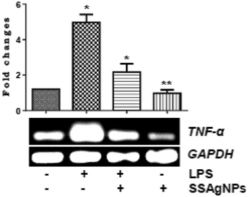 Figure 10. mRNA expressions and fold changes of LPS induced TNF-α level from skin wounds of diabetic animal treated with and without SSAgNPs was analyzed by RT-PCR. GAPDH was used as an internal control. Values represent mean ± SD. Values are statistically significant at *p < .05, **p < .01.