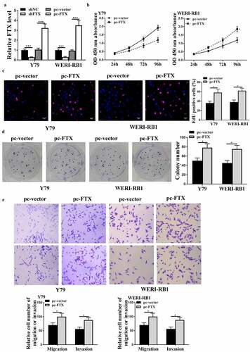 Figure 2. Overexpression of FTX exacerbated the malignant phenotypes of RB cells in vitro. Y79 and WER1-RB1 were transfected with pc-FTX (FTX overexpressing vector), sh-FTX and their corresponding negative controls. (a) The expression of FTX was evaluated by qRT-PCR. (b) The cell viabilities was determined by CCK-8 assay. (c and d) Cell proliferation was assessed by EdU staining assay (c) and colony formation assay (d). Scale bar = 40 μm. (e) Cell migratory and invasive capacities were evaluated by Transwell assay. Scale bar = 100 μm. * p < 0.05, *** p < 0.001