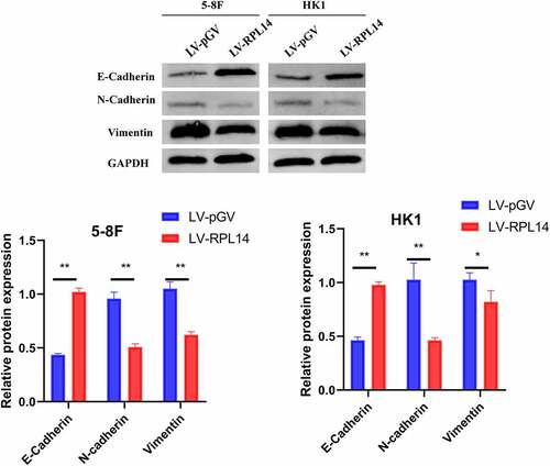 Figure 5. Overexpression of RPL14(eL14) on EMT biomarkers (E-cadherin, N-cadherin, and Vimentin) in 5–8 F and HK1 cells. *p < 0.05, **p < 0.01