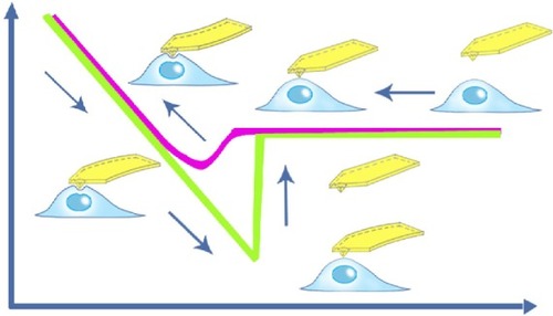 Figure 5 Schematic demonstration of the nanoindentation technique of an individual cell.Note: The phases of the tip approaching the sample are illustrated, as well as local and temporal indentation in the surface of the cell.