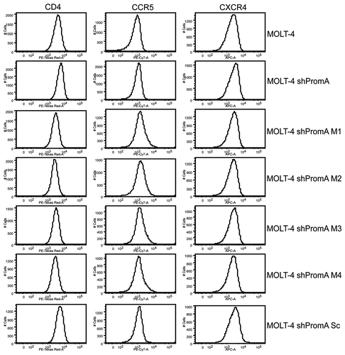 Figure 4 MOLT-4 cells expressing shPromA or variants display no change in surface expression of HIV receptor/coreceptor molecules CD4, CCR5, CXCR4, compared to untransduced MOLT-4 cells. Flow cytometry histograms (representative of 3 separate experiments) of CD4, CCR5 and CXCR4 revealed no difference in expression of these three surface molecules.