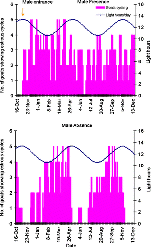 Figure 1.  Effect of presence of a sexually active male buck on number of Criollo goats showing estrous cycles under a controlled photoperiod.