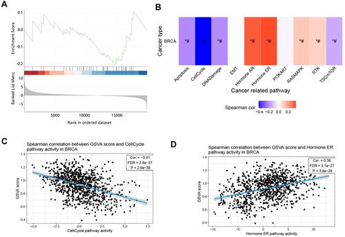 Figure 10 Gene set level analysis on 50 positively correlated significant genes of CLMN in BRCA. (A) GSEA score of gene set in BRCA. (B) Association between GSVA score and activity of cancer related pathways in BRCA. *P<0.05, #FDR<0.05. And Spearman correlation between GSVA score and (C) Cell cycle, (D) Hormone ER pathway activities in BRCA.