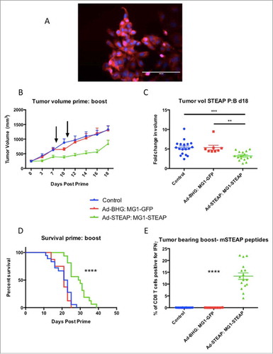 Figure 4. STEAP vaccination prolongs survival in a prostate cancer model. Immunofluorescence of TRAMP-C2 cells was performed using a polyclonal STEAP antibody followed by a fluorescent-conjugated secondary antibody and nuclei were stained with DAPI. Images were captured on the DAPI and Texas Red channels and a composite overlay image was made (A) (white bar represents 100μm). Male mice with established TRAMP-C2 tumors were treated with Ad-BHG: MG1-GFP (n = 8), Ad-STEAP: MG1-STEAP (n = 16) and compared to a control group of untreated mice (n = 18) (data combined from 2 experiments). Tumor volumes are plotted for each group from a single experiment (B) (arrows denote timings of MG1 treatments, mean and SEM displayed) and tumor volume fold change was calculated for all mice (mean fold change of tumor volume and SEM displayed, comparison performed using ANOVA, **p ≤ 0.01, ***p ≤ 0.001) and collective median survival times were calculated from the initiation of treatment (C) (log rank test used to compare survival times, ****p ≤ 0.0001). ICS on peripheral blood cells following re-stimulation with pooled murine STEAP peptides was performed at the time of peak-boost responses (E) (mean and SEM displayed, comparison performed using ANOVA, ****p ≤ 0.0001).