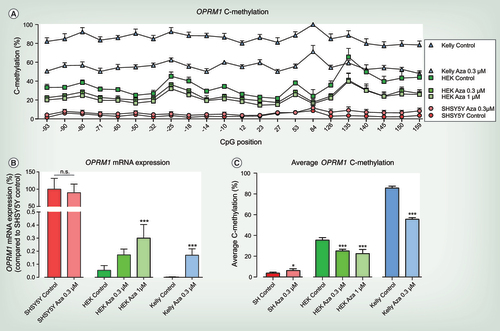 Figure 5.  OPRM1 C-methylation analysis and OPRM1 mRNA expression in SHSY5Y cells, HEK-293 cells and Kelly cells treated with 5-Aza-2-desoxy-cytidine for 3 days. (A) C-methylation profile across OPRM1 gene from CpG position -93 to +159 of 5-Aza-2-desoxy-cytidine (5-Aza-CdR) treated and untreated SHSY5Y, HEK-293 and Kelly cells. Significant differences for each condition (cell line and treatment condition) were assessed using rm-ANOVA with ‘CpG position’ as within-subject factor and ‘condition’ as between-subjects factor (main effect ‘condition’ df = 6, F = 754.02, p = 1.32 × 10−29 and ‘CpG position’ df = 21, F = 58.123, p = 5.2 × 10−16 and interaction ‘condition’ by ‘CpG position’ df = 126, F = 18.416, p = 4.76 × 10−17) and post hoc t-Test with Bonferroni α correction (Kelly Control vs Kelly Aza) 0.3 μM (p = 6.55 × 10−17), HEK-293 Control versus HEK-293 Aza 0.3 μM (p = 2.1 × 10−5) and versus HEK-293 Aza 1 μM (p = 6.6 × 10−9), SHSY5Y Control versus SHSY5Y Aza 0.3 μM (n.s.)). (B) OPRM1 mRNA expression of 5-Aza-CdR treated and untreated SHSY5Y, HEK-293 and Kelly cells. OPRM1 mRNA expression is compared with SHSY5Y cells under control condition that were set as 100% to display different OPRM1 mRNA expression levels between cell lines. OPRM1 mRNA expression of 5-Aza-CdR treated HEK-293 and Kelly cells cannot reach OPRM1 expression levels of μ-opioid receptor positive SHSY5Y cells. To display the influence of 5-Aza-CdR treatment on OPRM1 mRNA expression for each cell line, 5-Aza-CdR treatment was compared with the respective control condition of the particular cell line. No significant differences were observed in OPRM1 mRNA expression in SHSY5Y cells following 5-Aza-CdR treatment (unpaired t-test p = 0.58). OPRM1 mRNA expression is significantly upregulated in HEK-293 cells following treatment with 1 μM 5-Aza-CdR (one-way ANOVA df = 2, F = 16.8, p = 0.0003; post hoc t-test ***p < 0.001). OPRM1 expression is significantly upregulated in Kelly cells following treatment with 0.3 μM 5-Aza-CdR (unpaired t-test ***p < 0.001). (A–C) At least three to six experiments were performed for each condition and are shown as mean plus SD. (C) Average OPRM1 C-methylation of 5-Aza-CdR treated and untreated SHSY5Y, HEK-293 and Kelly cells. Significant differences were assessed by comparing the 5-Aza-CdR treatment with the respective control condition of the particular cell line. Average OPRM1 methylation was significantly decreased following 5-Aza-CdR treatment in Kelly (unpaired t-test ***p < 0.001) and HEK-293 cells (one-way ANOVA df = 2, F = 28.17, p < 0.0001; post hoc t-test ***p < 0.001). In SHSY5Y cells 5-Aza-CdR treatment slightly increases the average OPRM1 methylation (unpaired t-test p = 0.0245) which was not significant when all CpG positions were considered (rm-ANOVA).