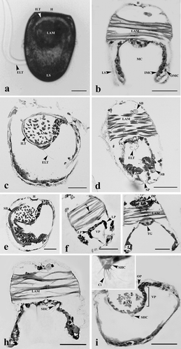 Figure 1. Mature glochidia of H. bialatus at day 0 showing living specimen (a), cross-sections (b, d, f, g, and h), and sagittal sections (c, e, and i). Ci, cilia; ELT, external larval thread; H, hinge; ILT, internal larval thread; IMC, inner mantle cells; LAM, larval adductor muscle; LP, lateral pits; LS, larval shell; MC, mantle cavity; N, nucleus; OMC, outer mantle cells; OP, oral plate; SB, supporting band; SHC, sensory hair cell; SP, spines; TG, thread gland; and VP, ventral plate. Bars = 25 µm.
