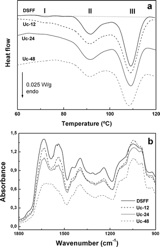 Figure 2. a) DSC thermograms (30.0 g sample/100 g in 1.0 mol/L NaCl) for defatted soy flakes flour (DSFF control sample, without any previous heating) and heated Uc-12, Uc-24 and Uc-48 samples (62 ± 2 °C, HR = 79% for 12, 24 and 48 h, respectively); b) FTIR spectra for DSFF, Uc-12, Uc-24 and Uc-48 samples. Sample nomenclature was defined in Table 1. Figure 2: a) DSC thermograms (30.0 g sample/100 g in 1.0 mol/L NaCl) for defatted soy flakes flour (DSFF control sample, without any previous heating) and heated Uc-12, Uc-24 and Uc-48 samples (62 ± 2 °C, HR = 79% for 12, 24 and 48 h, respectively); b) FTIR spectra for DSFF, Uc-12, Uc-24 and Uc-48 samples. Sample nomenclature was defined in Table 1.