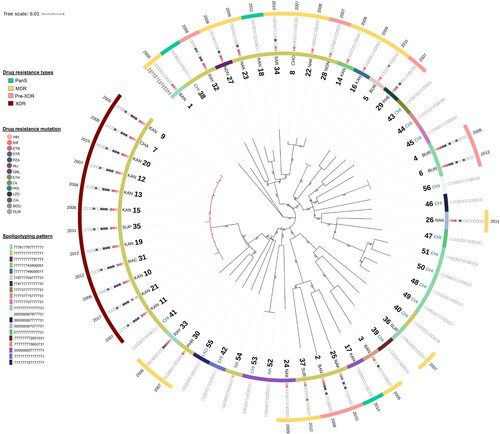 Figure 2. Genetic diversity and distribution of 56 M. tuberculosis L2.1 strains. Phylogenetic tree based on maximum likelihood method using 3685 high-confidence SNPs with their collection site, spoligotyping pattern drug-resistance phenotype, drug-resistance mutation, and year of collection (from inner to the outer circles). The red branch indicated the potential transmission clusters.