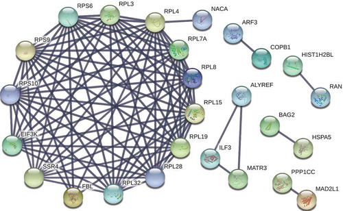 Figure 2. Protein–protein interaction (PPI) network of the proteins identified in co-immunoprecipitate of EV-A71 3D. A PPI network of the 50 proteins listed in Table 1 was constructed using the STRING v10 database (http://string-db.org/), depicting 90 interaction links between individual nodes/proteins (solid lines). One module was identified in STRING analysis that depicted the interactions of RPS6 with proteins involved in biological processes of protein translation, translational initiation, and SRP-dependent cotranslational protein targeting to membrane.