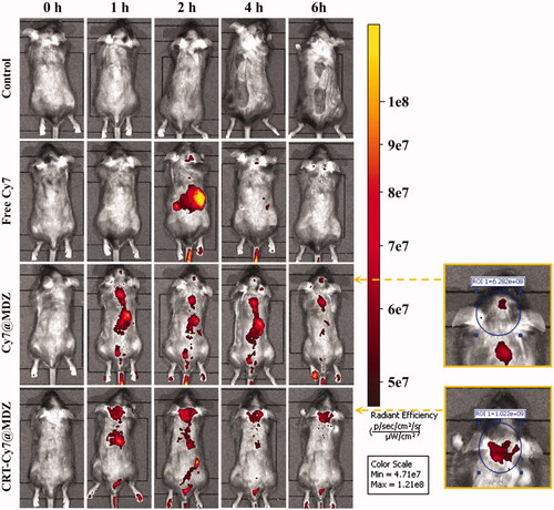 Figure 4. The free Cy7, Cy7@MDZ and CRT-Cy7@MDZ samples were injected to mice via the tail vein, and the in vivo near-infrared fluorescent images were detected at different time points.