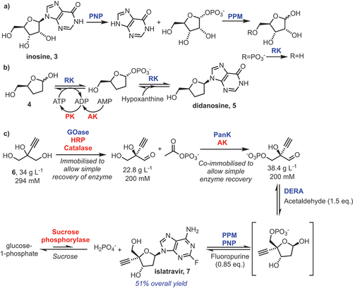 Scheme 3. A) Nucleoside salvage pathway enzymes for the degradation of inosine. B) An engineered pathway for didanosine production. C) Biocatalytic synthesis of islatravir. Engineered enzymes are shown in blue, accessory enzymes in red. RK = ribokinase, PPM = phosphopentomutase, PNP = purine nucleoside phosphorylase, PanK = pantothenate kinase, DERA = deoxyribose 5-phosphate aldolase, PK = pyruvate kinase, AK = adenylate kinase, GOase = galactose oxidase, HRP = horseradish peroxidase.