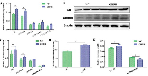 Figure 5. Responses of GHRHR SVs, GH, let-7e and miR-328-5p to GHRH. (A) The mRNA level of GH1 and GHRHR SVs in primary pituitary cells after being treated with GHRH for 48 h. (B, C) The protein level of GH and GHRHR SVs after being treated with GHRH for 48 h. (D) The released GH was determined by ELISA in the cell medium after being treated with GHRH. (E) The expression level of let-7e and miR-328-5p in primary pituitary cells after being treated with GHRH. * p < 0.05; ** p < 0.01