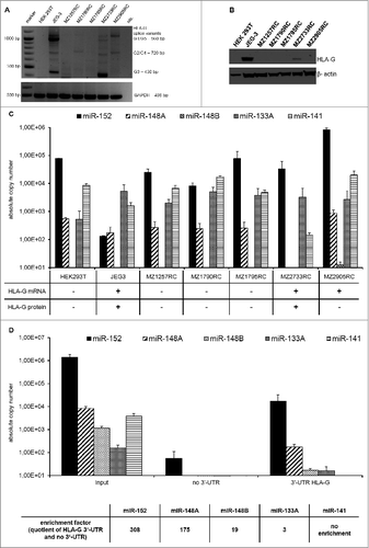 Figure 1. Expression of HLA-G and HLA-G-specific miRs in human tumor cell lines. (A) Detection and quantification of HLA-G mRNA. The HLA-G-specific PCR products and different splice variants could be detected in JEG-3, MZ2733RC and MZ2905RC according to Real and co-authors.Citation52 (B) Detection of HLA-G protein by Western blot analysis. Western blot analysis of selected cell lines were performed as described in Materials and Methods using the anti-HLA-G mAb MEM-G/4. Staining with the β-actin mAb served as loading control. The cell lines JEG-3 and MZ2733RC revealed HLA-G protein expression. (C) Heterogeneous expression of selected miRs in RCC cell lines. An inverse expression pattern of the HLA-G-specific miR candidates miR-152 and miR-148A and HLA-G protein was detected in the HLA-G+ cell lines JEG-3 and MZ2733RC. The HLA-G non-relevant miR-141 did not show an inverse expression pattern. (D) miR-148 family members were enriched and miR-133A only marginal enriched using the miTRAP assay as recently described.Citation34 The results are expressed in absolute copy number and as mean values of three. The HLA-G non-relevant miR-141 (present in the input control) could not be enriched.