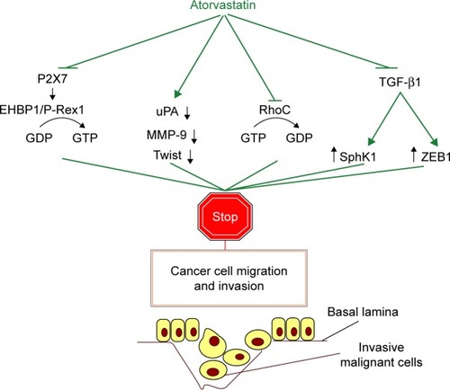 Figure 1 Signaling pathways mechanistically involved in atorvastatin’s ability to inhibit the migratory and invasive potential of different types of cancer cells in vitro.