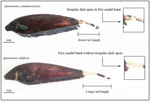 Figure 1. Species of Apteronotus albifrons complex analyzed here, highlighting the main morphological characteristics which distinguish them.