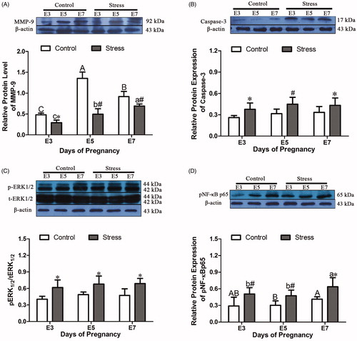 Figure 6. Effects of restraint stress on the relative protein levels of MMP-9, Caspase-3, p-ERK1/2 and p-NF-κB p65 in the uterus of pregnant mice. MMP-9 protein expression in the uterus was affected by gestational age and restraint stress treatment. (B) Caspase-3 protein content in uterine tissue was not affected by gestational age and was only affected by restraint stress treatment. (C) The level of p-ERK1/2 protein in uterine tissue was not affected by gestational age and was only affected by restraint stress treatment. (D) The p-NF-κB p65 protein content in uterine tissue was affected by gestational age and restraint stress treatment. The uppercase letters represent differences in the control group amongE3, E5 and E7, and the lowercase letters represent differences in the stressed group among E3, E5 and E7 (p < 0.05). *p < 0.05 and #p < 0.01 are used to denote significance compared with the corresponding control groups.