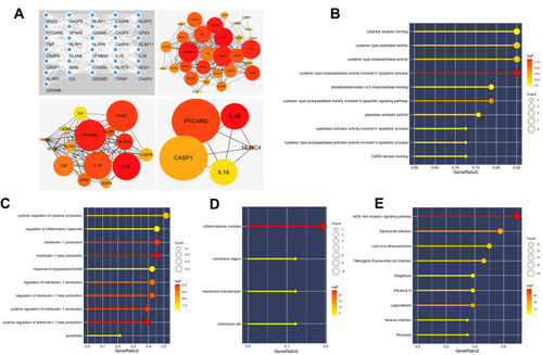 Figure 1 PPI network and enrichment analysis of pyroptosis-related genes.