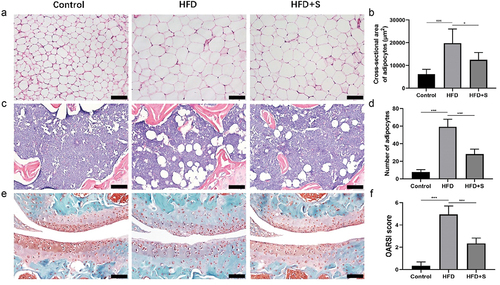 Figure 2. (a, c, e) Representative histological sections indicated that the accumulation of neutral lipid and the progression of OA was attenuated by simvastatin. (B) the quantified cross-sectional area of adipocytes among the groups. (d) the quantified number of adipose cells among the groups. (f) OARSI scores of each group. Data are expressed as mean with 95% confidence interval. Bar = 100 μm. *P < .05; **P < .01; ***P < .001.