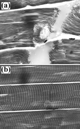 Figure 8 Myofibrillar tissue micrographs for beef samples (800x): (a) Ca+2-treated and (b) un-treated.