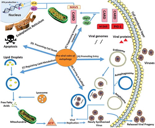 Figure 1. Autophagy Signaling During Arbovirus Infection.There are five possible mechanisms for modulating viral replication which include: a) some arboviruses such as DENV and JEV can use amphisome formation for their entry and replication; b) several arboviruses such as DENV, ZIKV, JEV, CHIKV and TBEV exert diverse mechanisms to induce autophagosome formation to enhance viral replication/translation complexes. DENV is associated with NS4A in up-regulating PI3K-dependent autophagy. CHIKV induces the IRE1α–XBP-1 pathway in conjunction with ROS-mediated mTOR inhibition; c) DENV benefits from autophagy activation by using lipid droplets as an energy source for replication; d) Viruses such as DENV-2 and CHIKV can increase their replication by prolonging cell survival and preventing cell death; and d) VSV appears to suppress IFN signaling by conjugated Atg5-Atg12, leading to an effective virus-suppressing immune response [modified from [Citation131]] . DENV: Dengue virus; ZIKV: Zika virus; JEV: Japanese encephalitis virus; CHIKV: Chikungunya virus; TBEV: tick-borne encephalitis virus; VSV: vesicular stomatitis virus.