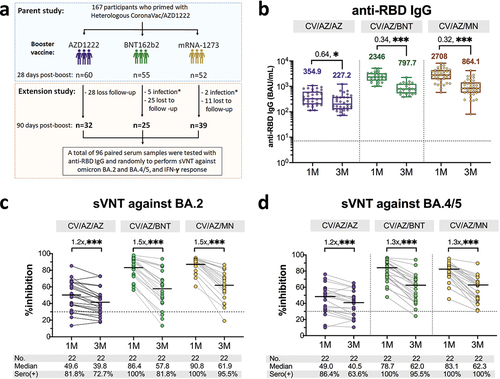 Figure 1. Study design and measurement of severe acute respiratory syndrome coronavirus 2 (SARS-CoV-2)-specific binding antibody responses and neutralizing activity against omicron BA.2 and BA.4/5. Participants who primed with heterologous CoronaVac/ChAdOx1 were received third dose of ChAdOx1, BNT162b2 and mRNA-1273 and followed-up at three months after vaccination (panel a). The anti-receptor binding domain (RBD) IgG (BAU/mL) in sera from boosted individuals with ChAdOx1, BNT162b2 and mRNA-1273 at one (1 M) and three months (3 M) after vaccination were compared (panel b). Error bars in panel b indicate the geometric mean titers (GMT) and the number above the graph indicates geometric mean ratio (GMR). Neutralizing activity against omicron BA.2 (panel c) and BA.4/5 (panel d) were compared between one and three months after booster vaccination. Numbers above the bar graph in panels c and d indicate the fold decrease in neutralizing activity, median values with interquartile ranges (IQRs) are shown as horizontal bars. Dotted lines indicate cutoff values 7.1 BAU/mL in panel b and 30% inhibition in panel c and d. The comparison was perform using Wilcoxon signed-rank test (two-tailed). *, p < .05, **, p < .01,***, p < .001; BAU-binding antibody unit; sVNT : surrogate virus neutralization test; CV: CoronaVac; AZ: ChAdOx1; BNT: BNT162b2; MN:mRNA-1273.