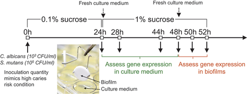 Figure 1. Study design The saliva-coated hydroxyapatite disc, consisting of similar components as in tooth enamel, was used as the substrate for biofilm formation. C. albicans and S. mutans were grown alone or together in 0.1% sucrose without disturbance until 24-h for initial biofilm establishment. The culture medium was changed once daily. To induce a cariogenic challenge, the culture medium was changed to 1% sucrose at 24-h and 48-h. The inoculation quantity of C. albicans (103 CFU/ml) and S. mutans (105 CFU/ml) was chosen to mimic high caries risk conditions in the clinical setting.