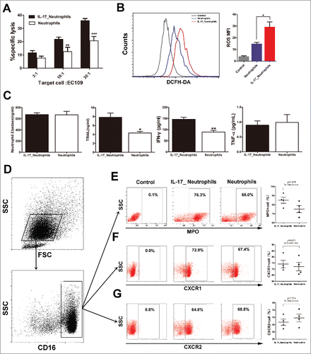 Figure 4. IL-17 intensifies the antitumor activity of neutrophils against ESCC tumor cells by enhancing the expression of cytotoxic molecules. (A) LDH assays show that IL-17 promotes the cytotoxicity of neutrophils against EC109 cells. Data are presented from three separate experiments using one donor's neutrophils. (B) IL-17 increases ROS production in neutrophils determined by flow cytometric analysis. The flow cytometry histogram plot for depicting ROS generation is shown on the left. The corresponding mean fluorescence intensity (MFI) is presented on the right from three separate experiments using one donor's neutrophils. (C) ELISA analysis shows that IL-17 significantly enhances the release of TRAIL and IFN-γ but does not affect NE or TNF-α production from neutrophils. Data are presented from four separate experiments using one donor's neutrophils. (D-G) Flow cytometric analysis was conducted to evaluate the effect of IL-17 on the expression of MPO, CXCR1, and CXCR2 on neutrophils. Data from four separate healthy donors' neutrophils are presented. (D) The gating routine for CD16+ neutrophils from healthy donors. (E-G) The dot plots represent the MPO+ cell subset (E), the CXCR1+ cell subset (F) and the CXCR2+ cell subset (G) gating on the CD16+fraction, and the statistical analysis suggests that IL-17 can up-regulate MPO expression in neutrophils but does not affect CXCR1 or CXCR2 expression. * P < 0.05, ** P < 0.01, *** P < 0.001.