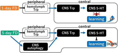 Figure 7. A working model for food deprivation-induced learning regulation. In this model, short-term food deprivation decreases Trp in the hemolymph and decreases both Trp and 5-HT in the CNS, which enhances the CTA learning ability. When food deprivation is prolonged, however, autophagy in the CNS is enhanced to provide amino acids (Trp) by degrading proteins in the neuron, thereby ameliorating the lack of CNS Trp. As a result, CNS 5-HT concentrations are increased and the enhanced CTA learning ability is reversed. FD, food deprivation; Trp, tryptophan; 5-HT, 5-hydroxytryptamin.