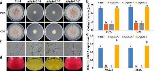 Figure 3. Roles of FgSah1 in vegetative growth and pigmentation in F. graminearum