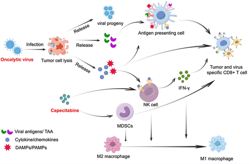 Figure 1 Augmentation of Immune Response through Oncolytic Viruses and Capecitabine Co-Therapy.