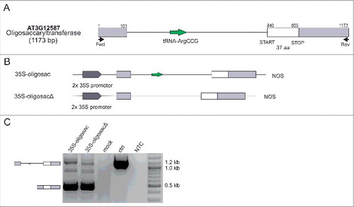 Figure 4. Standard tRNAs do not affect the splicing of their hosting genes. (A) Schematic structure of the At3g12587 hosting tRNA-ArgCCG within its intron. The white box represents an exon, the gray boxes represent UTRs, the lines depict introns, and the arrow corresponds to the tRNA (adapted from TAIR10). (B) Schematic representation of the oligosaccaryltransferase gene variants used. NOS, transcription terminator. (C) Splicing isoforms of the oligosaccaryltransferase transcript recorded by RT-PCR in infiltrated N. benthamiana leaves expressing the oligosaccaryltransferase gene variants shown in B. Schematic structures of the identified isoforms are presented on the left. MOCK is a negative control for the agroinfiltration experiment (leaves infiltrated only with MES buffer). ctrl, amplification of genomic DNA; NTC, non-template control; and marker, 100 bp plus (Thermo Fisher Scientific).