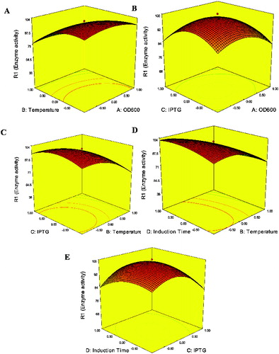 Figure 2. Response surface plots showing the effect of interaction factors on enzyme activity: (A) OD600 and induction temperature (IPTG concentration 1.5 mmol, induction time 20 h); (B) OD600 and IPTG concentration (induction temperature 34 °C, induction time 20 h); (C) IPTG concentration and induction temperature (OD600 0.8, induction time 20 h); (D) induction temperature and induction time (IPTG concentration 1.5 mmol, induction temperature 34 °C); and (E) induction time and IPTG concentration (OD600 0.8, induction temperature 34 °C).