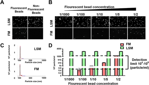 Figure 2 Optimization of fluorescent-nanoparticle tracking analysis (F-NTA) measurement using synthetic fluorescent and non-fluorescent beads. (A). Shows video images of unlabeled and labeled fluorescent synthetic beads in suspension examined using NTA in light scattered mode (LSM) and fluorescence mode (FM). Only fluorescence-labeled synthetic beads were detected in both LSM and FM (B). Show the sensitivity and specificity of F-NTA analysis using synthetic beads. A snapshot of video images of particles in motion using NTA analysis of synthetic beads in LSM and FM. A fixed amount of unlabeled synthetic beads were spiked with different concentrations of fluorescence-labeled synthetic beads. (C). Shows particle size distribution of synthetic beads analyzed by NTA. (D). Show quantification of synthetic fluorescence beads by NTA. The detection range of F-NTA is shown.