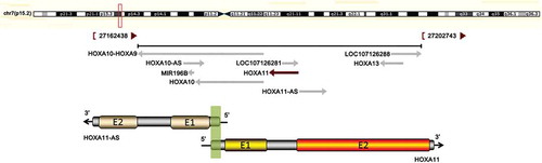 Figure 1. The correlation between HOXA11 and HOXA11-AS mRNA. The upper chart in this panel shows the genomic locus of HOXA11 indicated on the UCSC site. The lower chart in this panel is a schematic of HOXA11-AS and HOXA11 mRNA. ‘E’ indicates exons. The green shadow indicates the overlapping region of HOXA11-AS and HOXA11 mRNA. The black arrows show the direction of transcription.