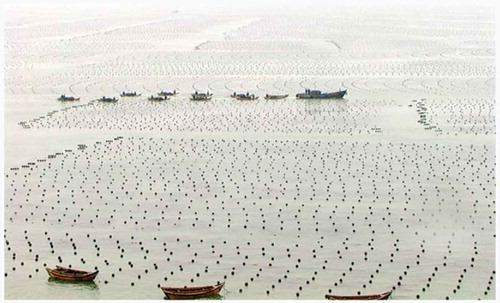 Fig. 4. Large-scale seaweed farming in a multi-trophic aquaculture region of the coast of China. Sanggou Bay, a 130 km2 bay in northern China annually produces 100 tonnes (fresh weight) of fed fish, 130 000 tonnes of bivalves, 2000 tonnes of abalone and 800 000 tonnes of kelp, for a total production of ~ 7000 tonnes km–2 year–1. Photo courtesy of Max Troell.