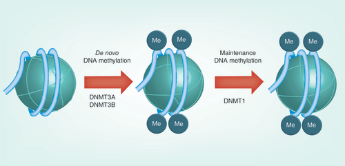 Figure 1. DNA methyltransferases function to preserve patterns of DNA methylation.DNMT1 methylates the correct cytosine in the newly synthesized DNA strand, whereas during embryogenesis, de novo DNA methylation is mediated by DNMT3A and DNMT3B.Me: Methylation.
