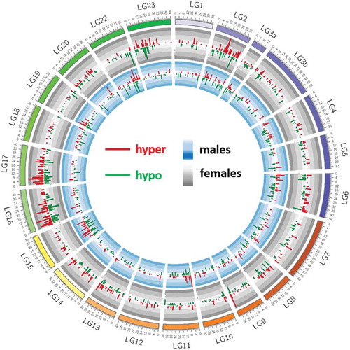 Figure 6. Chromosomal distribution of weight-specific differentially methylated CpG sites in females (1128 positions) and males (970 positions). Small individuals are set as reference for both sexes separately. Methylation differences in males are represented in the inner circle (blue background) and those of females in outer circle (grey background). Histograms pointing inwards (dark green) and outwards (dark red) represent hypomethylated and hypermethylated sites, respectively.