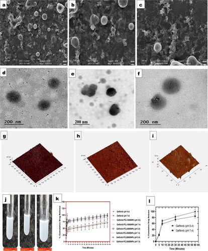 Figure 2. (a–c) Scanning electron microscopeic (SEM) images of Gefitinib-PCL10,000NPs, Gefitinib-PCL45,000NPs and Gefitinib-PCL80,000NPs respectively. (d–f) Transmission electron microscopy (TEM) images of Gefitinib-PCL10,000NPs, Gefitinib-PCL45,000NPs and Gefitinib-PCL80,000NPs respectively. (g–i) Atomic force microscopy (AFM) images of Gefitinib-PCL10,000NPs, Gefitinib-PCL45,000NPs and Gefitinib-PCL80,000NPs respectively. (j) Nanoparticles suspension of Gefitinib-PCL10,000NPs, Gefitinib-PCL45,000NPs and Gefitinib-PCL80,000NPs. (k) Percentage cumulative drug delivery release from Gefitinib, Gefitinib-PCL10,000NPs, Gefitinib-PCL45,000NPs and Gefitinib-PCL80,000NPs at pH 5.4 and pH 7.4 respectively. (l) Percentage cumulative drug delivery release from Gefitinib at pH 5.4 and pH 7.4.