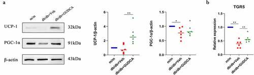 Figure 6. GUDCA ameliorated metabolism by promoting fat thermogenesis. A: Western blot analysis of UCP1 and PGC-1 in white adipose tissues. B: Relative mRNA expression of TGR5. *p< 0.05, **p< 0.01. All data are presented as the mean ± sd.