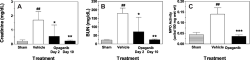 Figure 4 Opaganib improves renal function after severe ischemia-reperfusion. Mice were treated with vehicle or 50 mg/kg opaganib by oral gavage immediately prior to induction of severe kidney ischemia-reperfusion. No surgery was performed in the Sham treatment group. Serum levels of creatinine (A) and BUN (B) were measured on Day 2 or Day 10 (opaganib treatment group only). Kidneys were harvested on Day 2 for myeloperoxidase (MPO) assays (C). ##Indicates p < 0.01 compared with the Sham treatment group. *Indicates p < 0.05, **Indicates p < 0.01, and ***Indicates p < 0.001 compared with Vehicle treatment group.