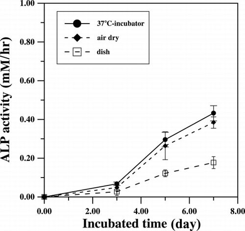 Figure 2. The alkaline phosphatase activities were measured during the culture periods. Collagen‐coated dishes are reconstituted in incubator at 37°C (•) or let dried under laminar flow (♦).