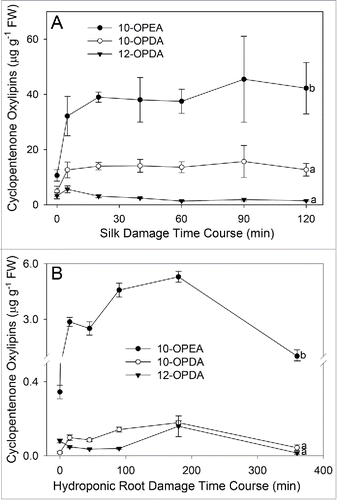 Figure 3. 10-OPEA is the predominant LOX-derived cyclopentenone in wounded silks and roots. (A) Average (n = 4, ± SEM) 10-OPEA, 10-OPDA, and 12-OPDA (µg g−1 FW) levels from crush damaged silks (Zea mays hybrid ‘Golden Queen’) harvested 0, 5, 15, 45, 60, 90 and 120 min post damage. (B) Crush damage-induced levels of 10-OPEA, 10-OPDA, and 12-OPDA in hydroponic roots of 2 wk old plants (n = 4, ± SEM) at 0, 20, 60, 90, 180, and 360 min post treatment. In silk and root treatment plots, different letters (a-b) represent significant differences at 120 min (All ANOVA P < 0.05, Tukey test corrections for multiple comparisons).